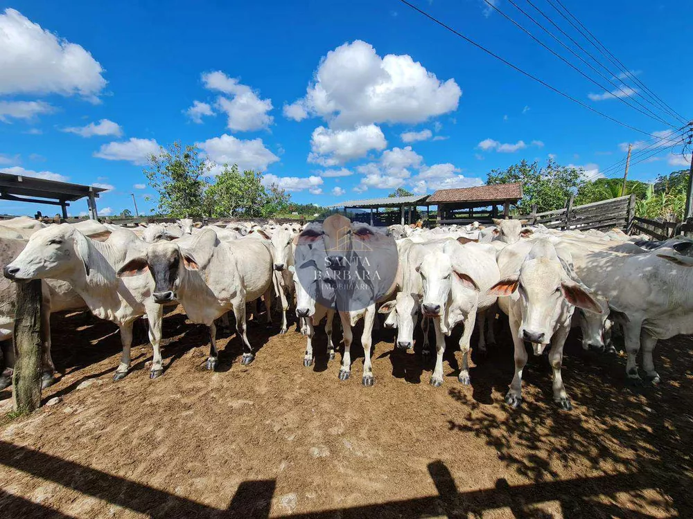Fazenda - Foto 25