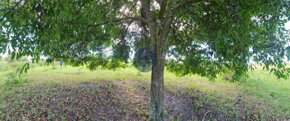 Fazenda - Foto 24