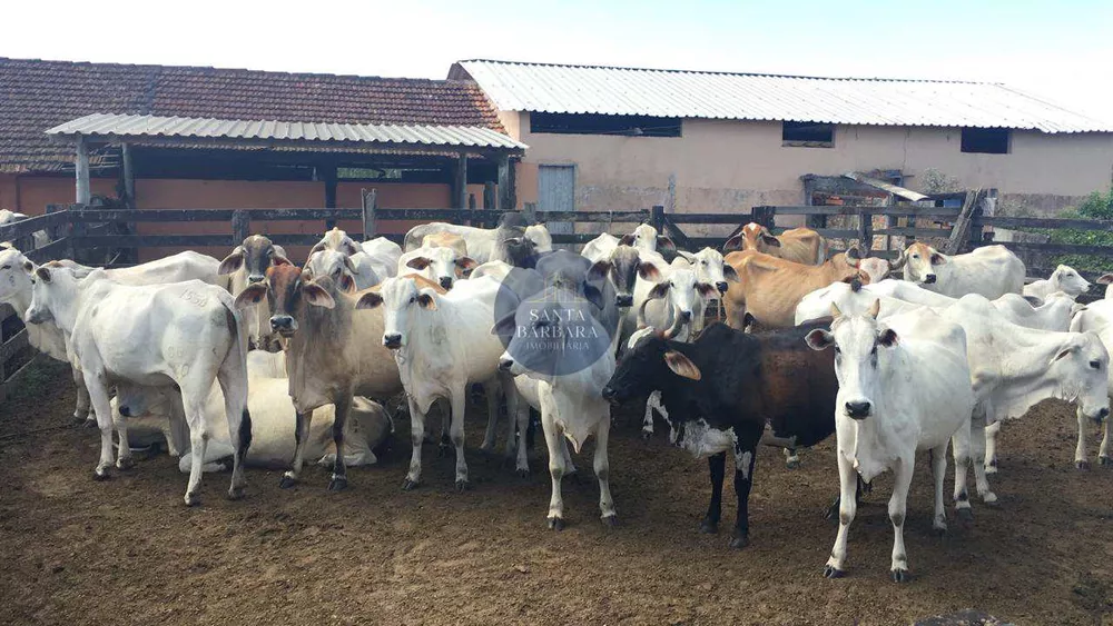 Fazenda - Foto 62