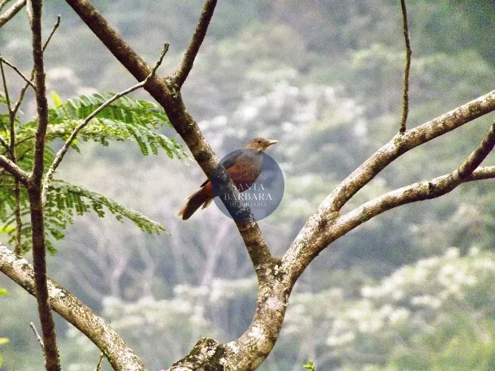 Sítio, 3 quartos, 13 hectares - Foto 6