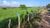 Fazenda, 72 hectares - Foto 5
