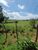 Sítio, 10 hectares - Foto 17