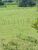 Sítio, 10 hectares - Foto 13