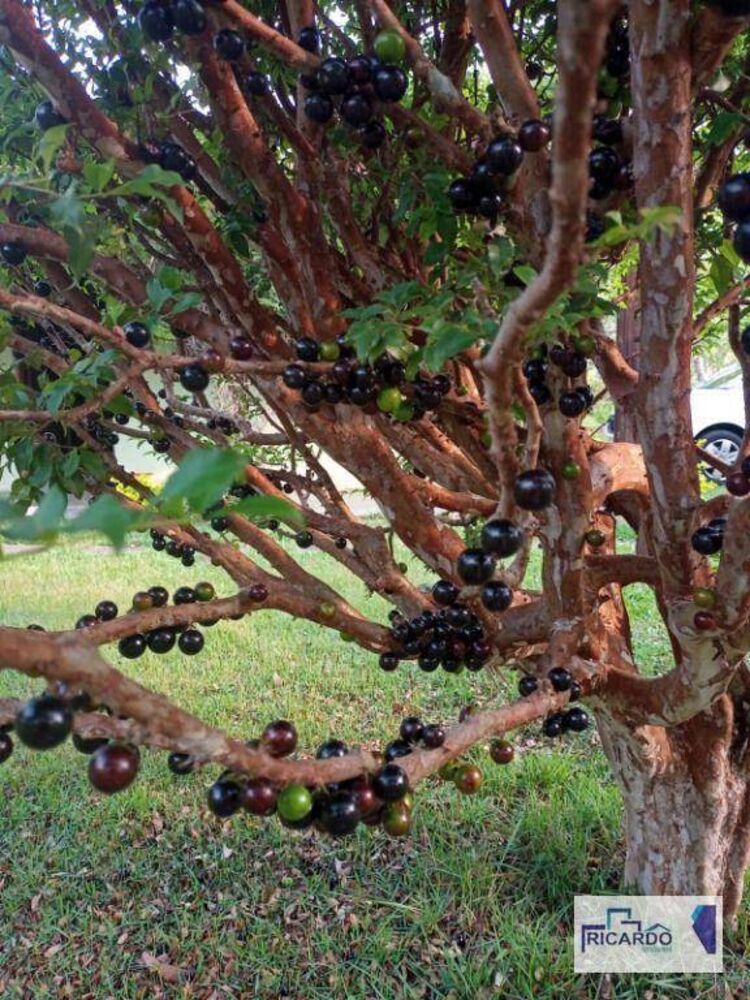 Chácara, 3 quartos, 2670 m² - Foto 2