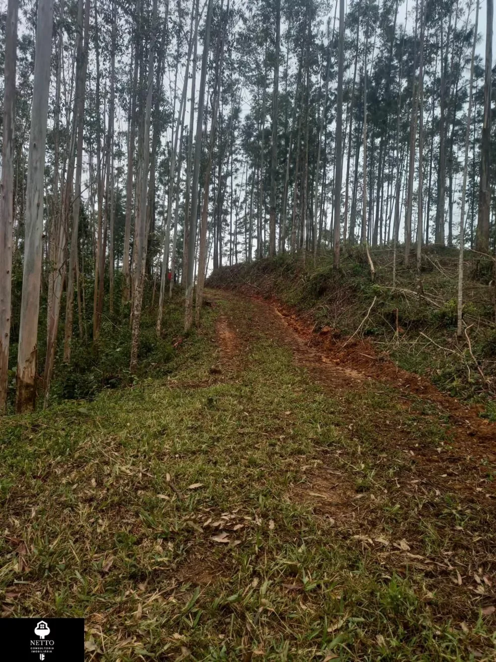 Terreno, 5 hectares - Foto 1