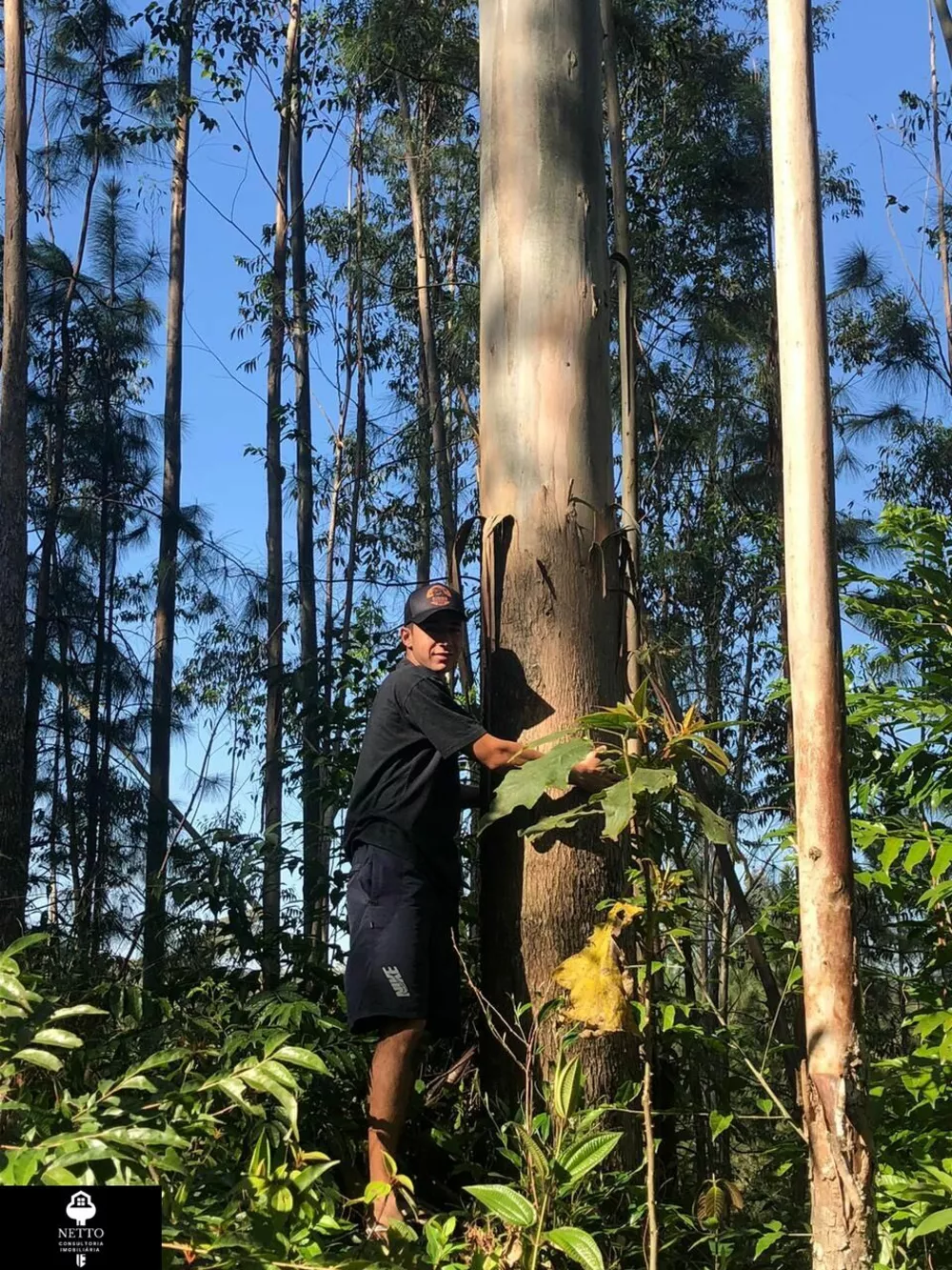 Terreno, 5 hectares - Foto 2