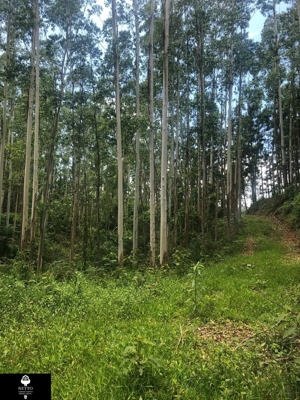 Terreno, 5 hectares - Foto 4