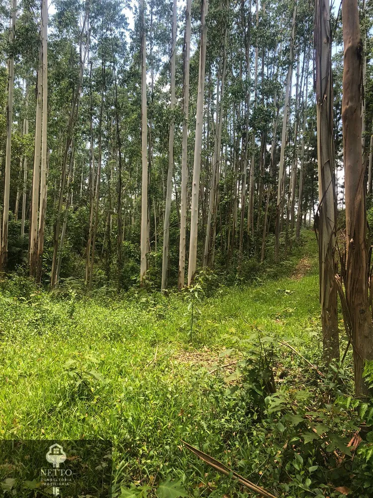 Terreno, 5 hectares - Foto 8