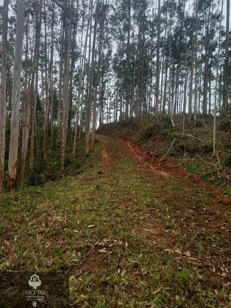 Terreno, 5 hectares - Foto 7