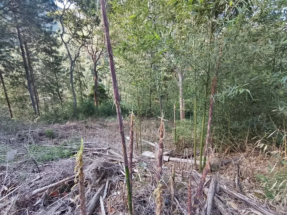 Terreno, 1530 m² - Foto 9