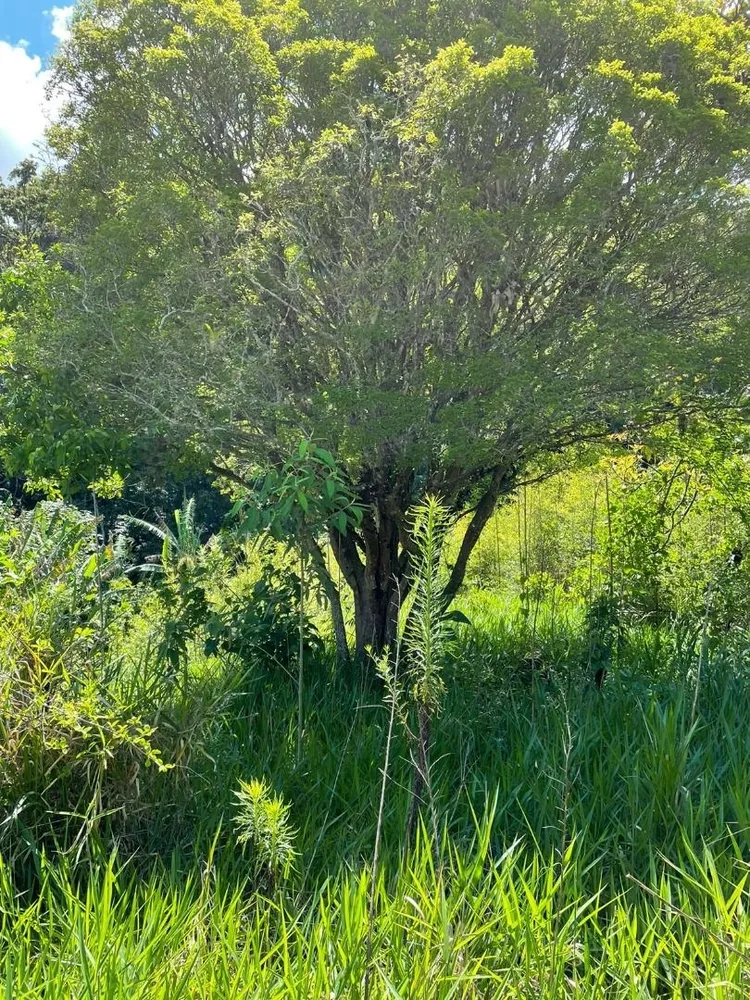 Terreno, 2625 m² - Foto 9