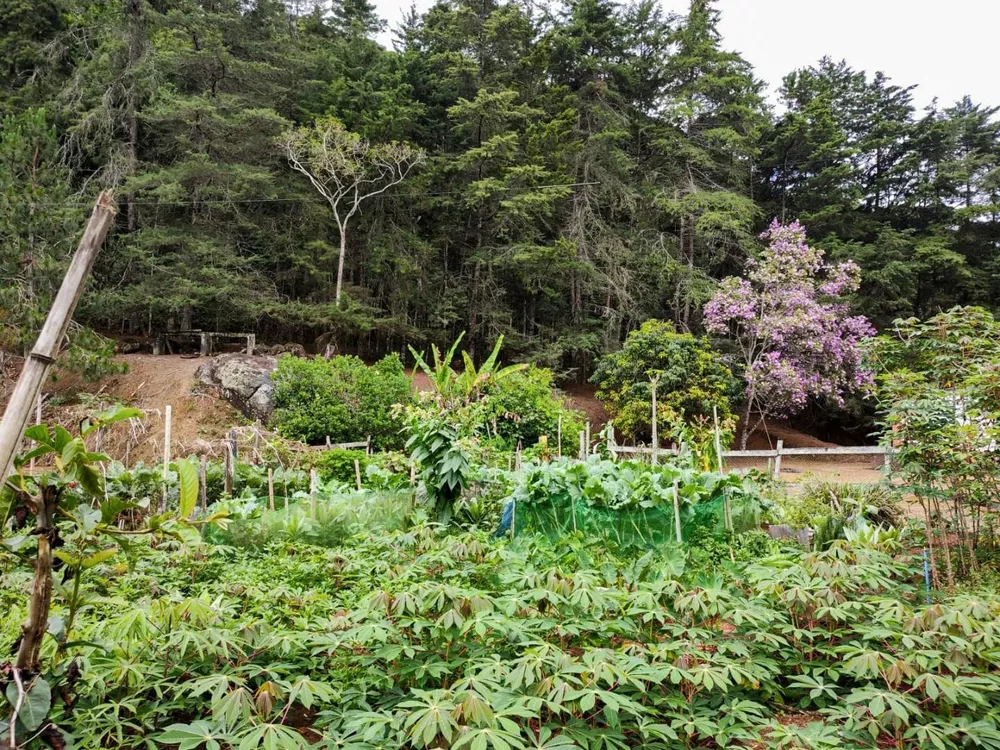 Sítio, 3 quartos, 7 hectares - Foto 17