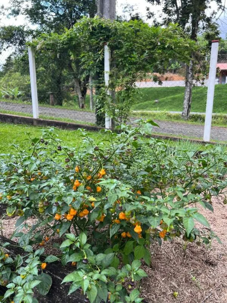 Sítio, 3 quartos, 4 hectares - Foto 15