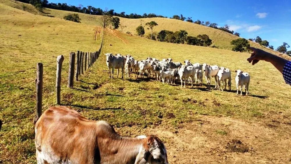 Fazenda, 242 hectares - Foto 13