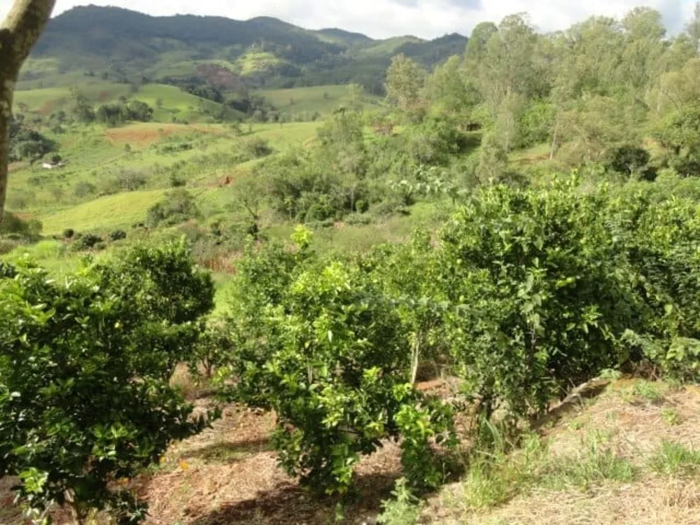 Sítio, 5 quartos, 3 hectares - Foto 16