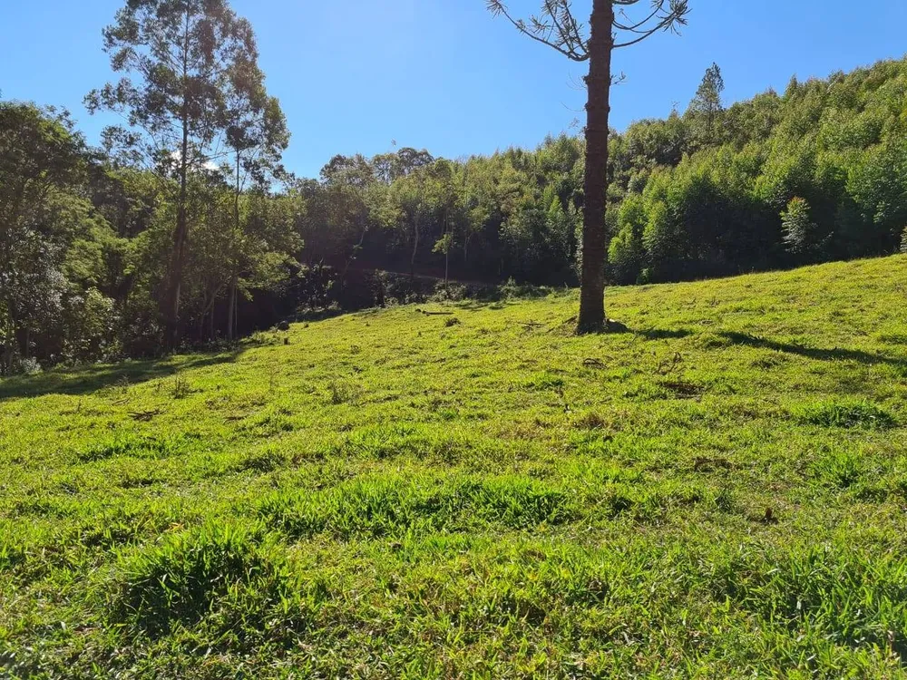 Sítio, 4 quartos, 53 hectares - Foto 3