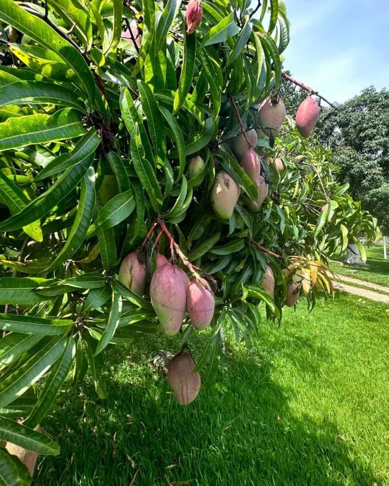 Sítio, 5 quartos, 3 hectares - Foto 8