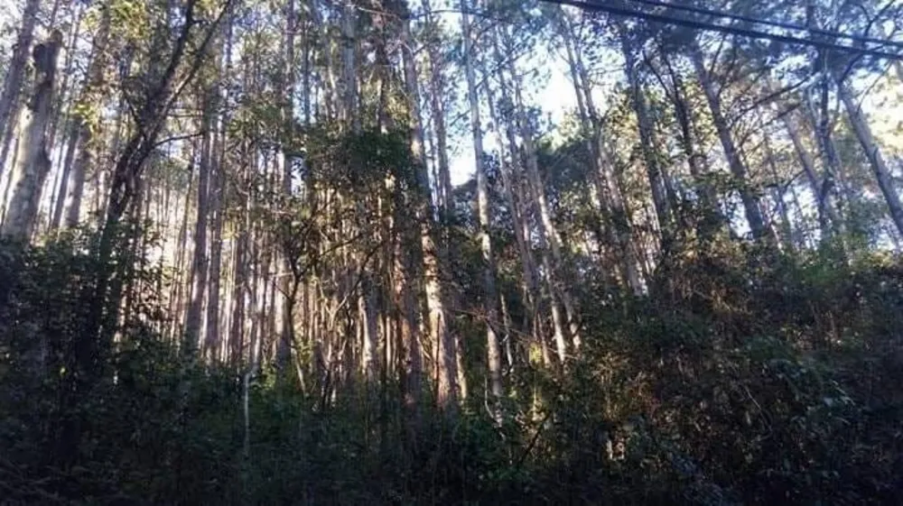 Terreno, 2 hectares - Foto 1