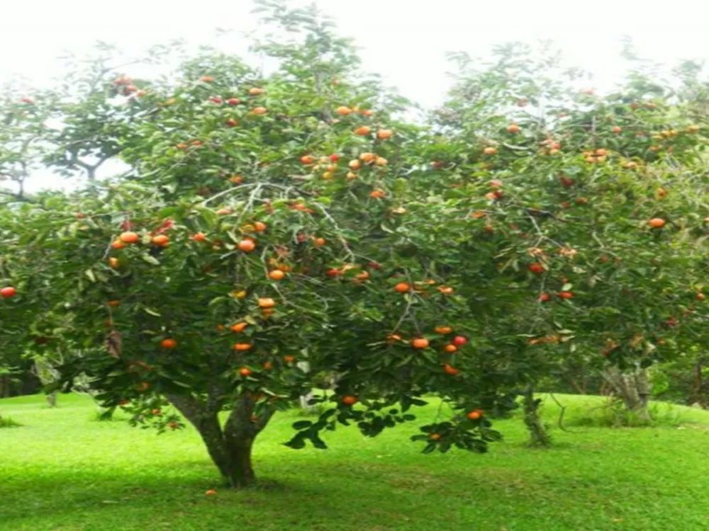 Fazenda, 91 m² - Foto 22