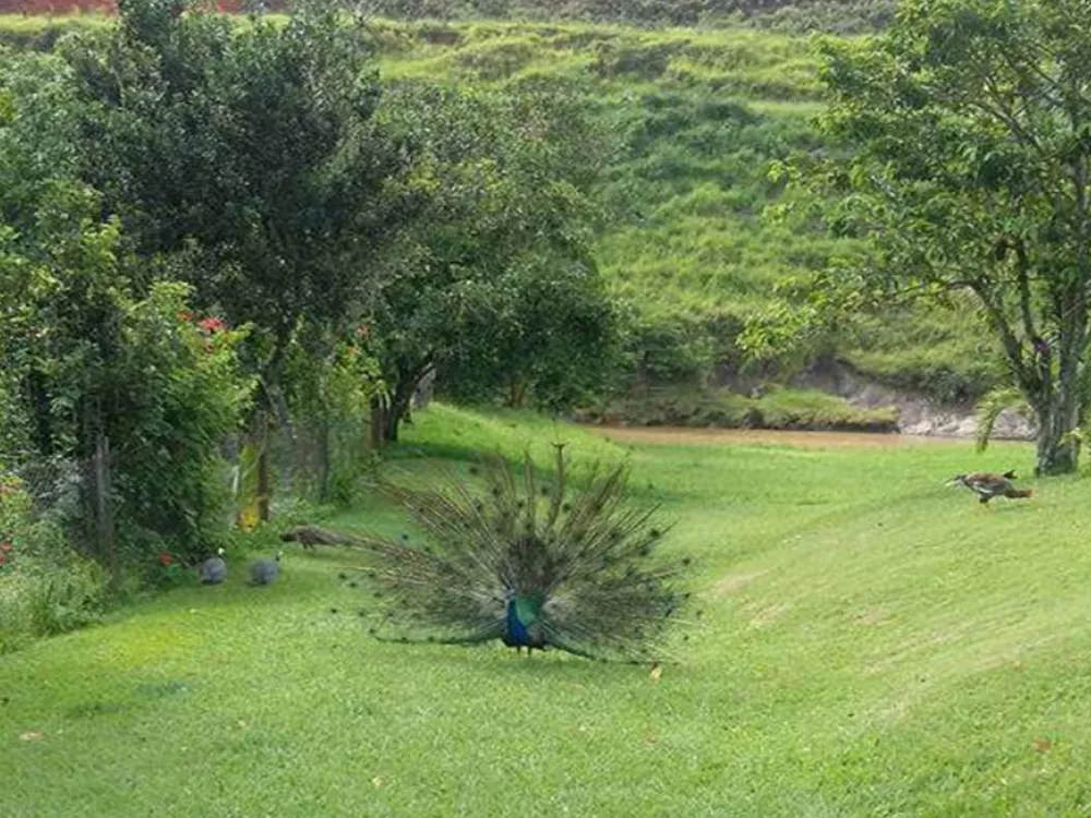 Fazenda, 91 m² - Foto 10