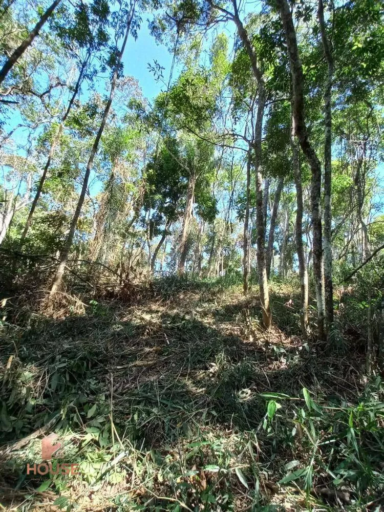 Terreno, 3 hectares - Foto 4