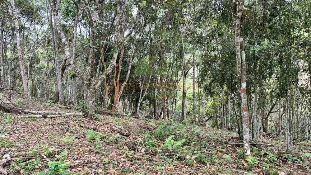 Terreno, 10000 m² - Foto 3