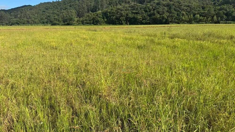 Terreno, 7 hectares - Foto 6
