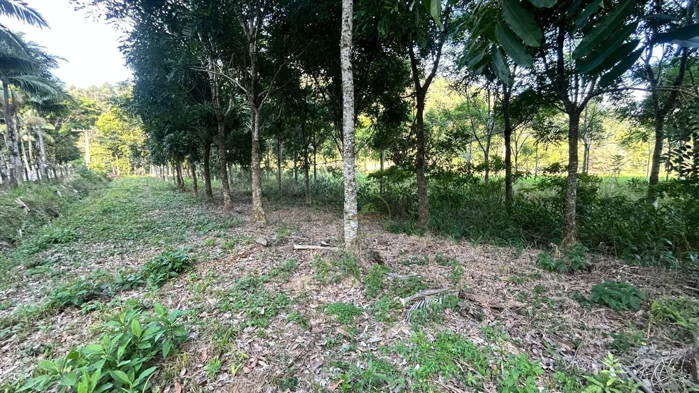 Terreno, 4 hectares - Foto 3