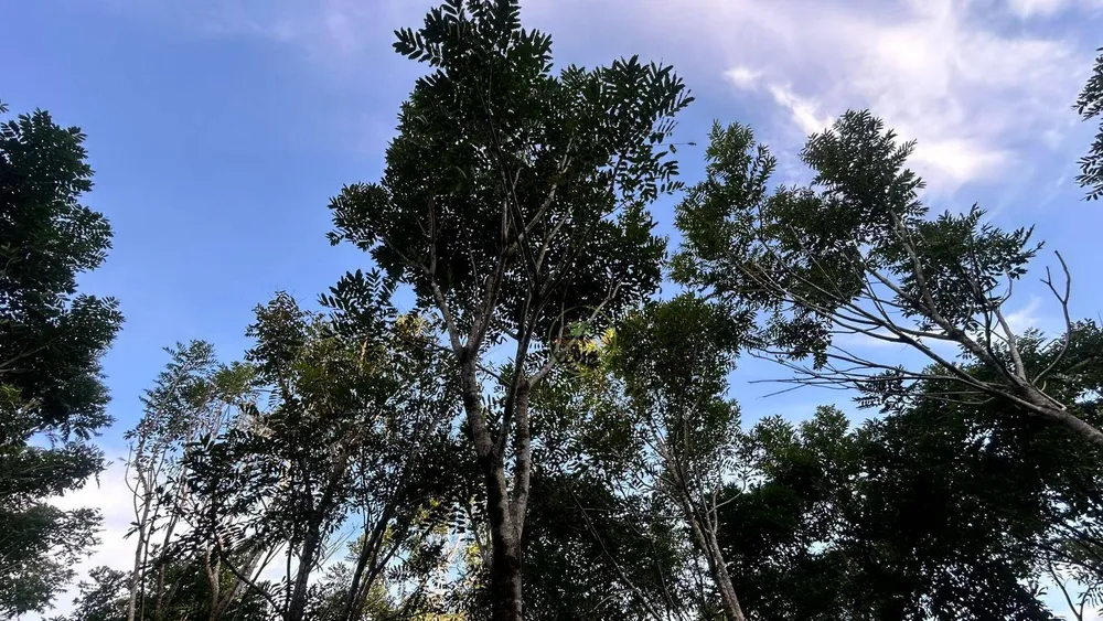 Terreno, 4 hectares - Foto 4