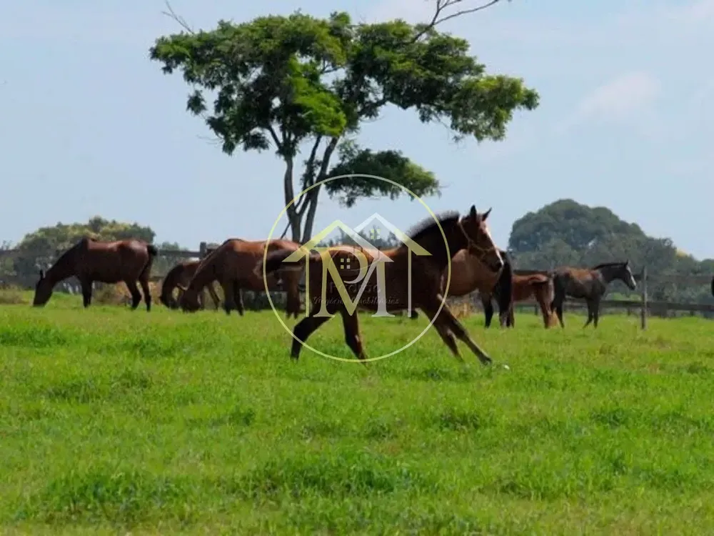 Fazenda, 111 hectares - Foto 6