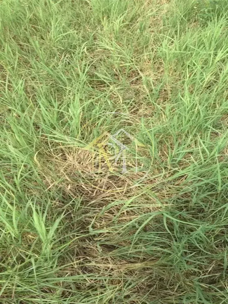 Fazenda, 36 hectares - Foto 11