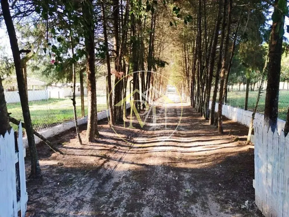 Sítio, 10 hectares - Foto 4