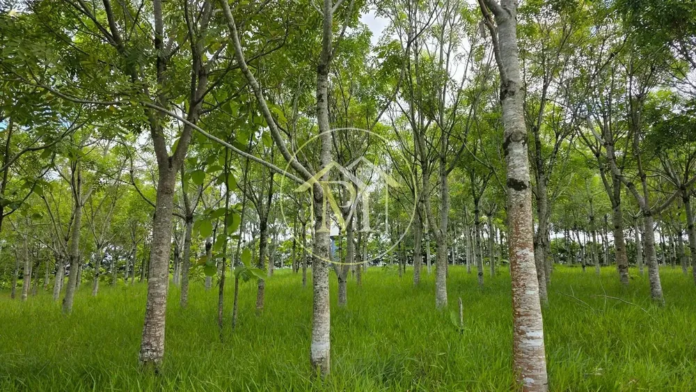Fazenda, 13 hectares - Foto 4