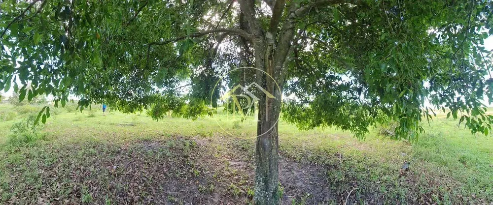 Fazenda, 126 hectares - Foto 42