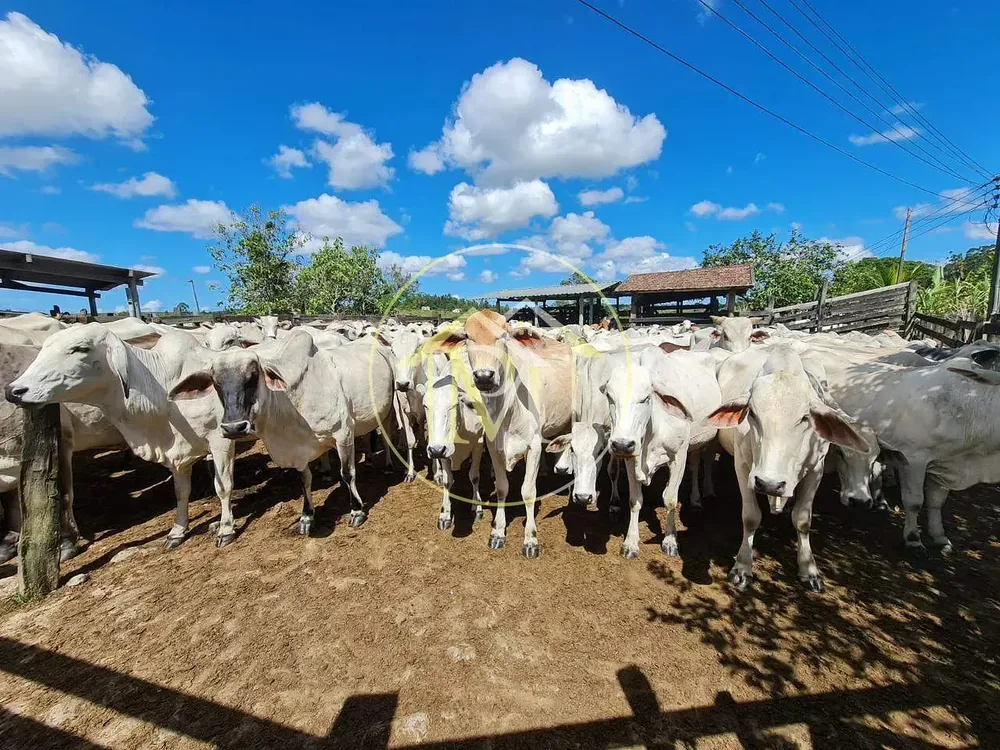 Fazenda, 126 hectares - Foto 47