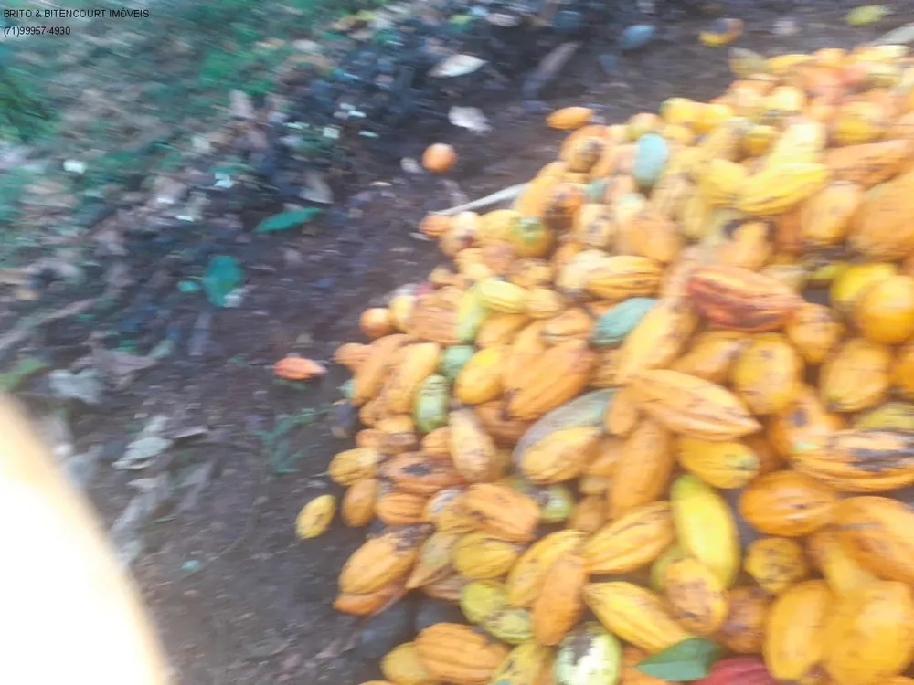 Fazenda, 3 quartos - Foto 11