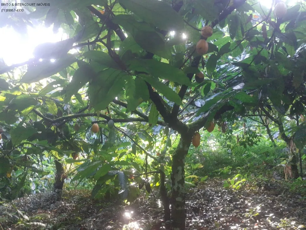Fazenda, 3 quartos - Foto 10