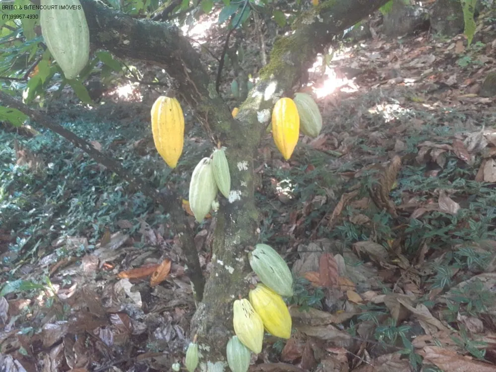 Fazenda, 3 quartos - Foto 12