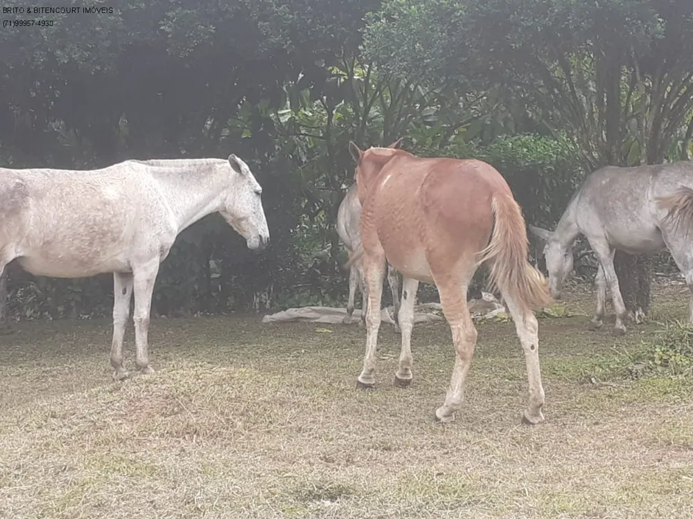 Fazenda, 3 quartos - Foto 6