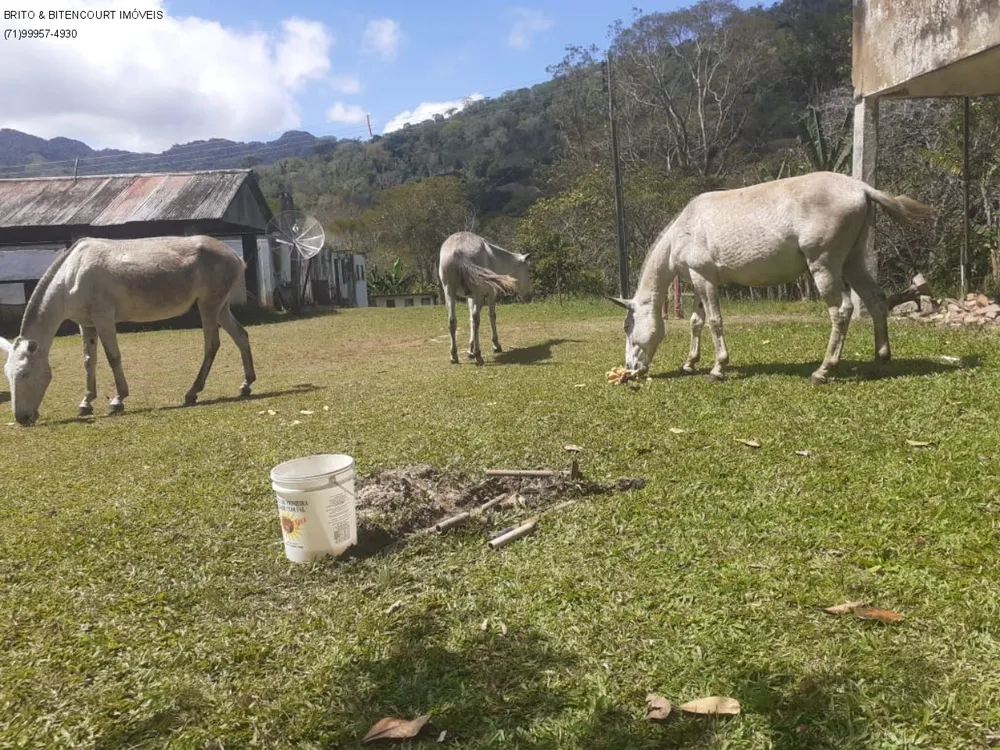 Fazenda, 3 quartos - Foto 4
