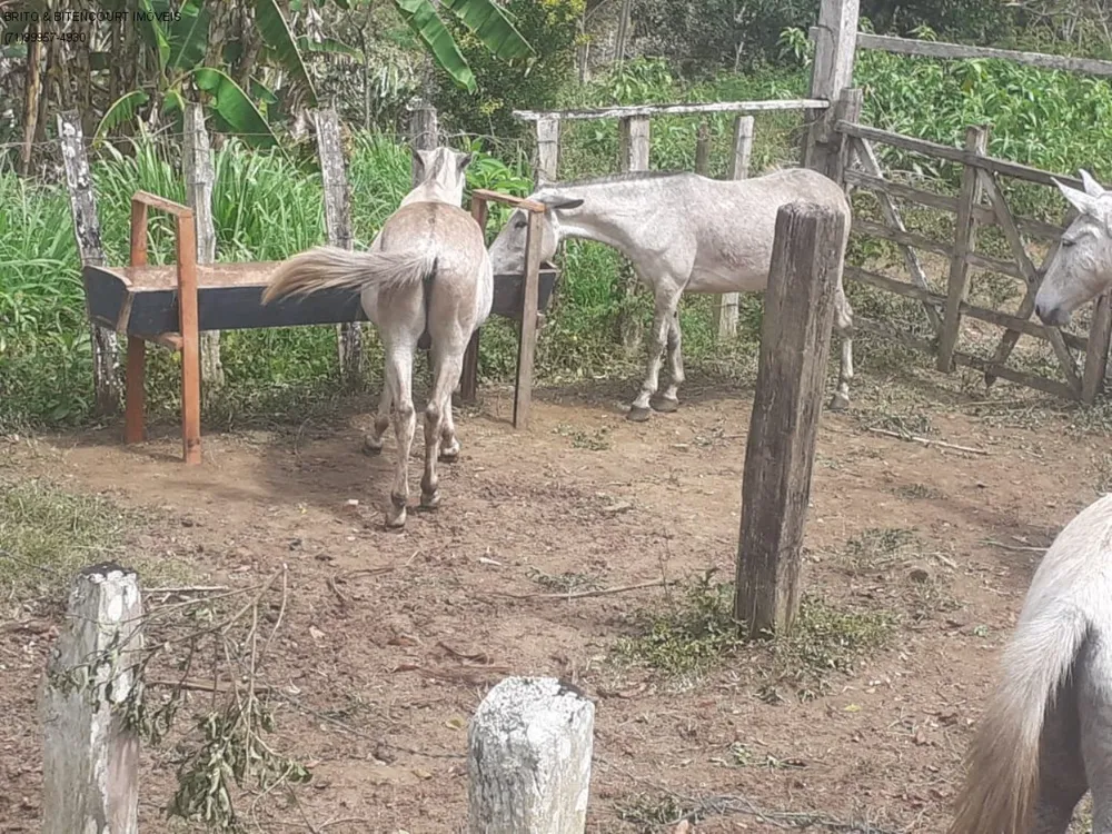 Fazenda, 3 quartos - Foto 8