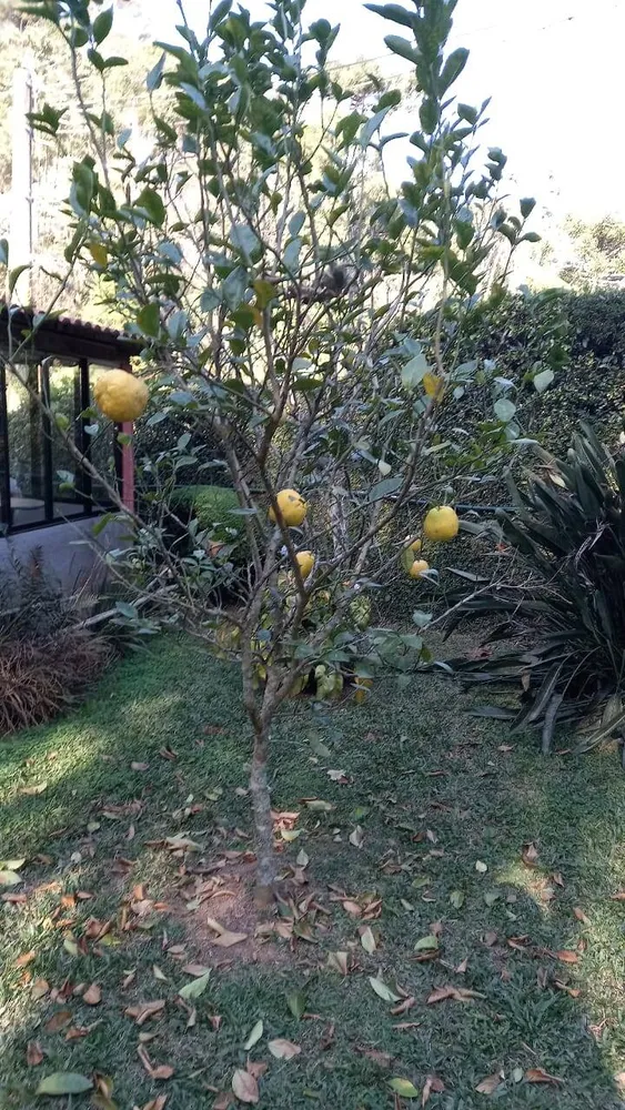 Sítio, 4 quartos, 2 hectares - Foto 17