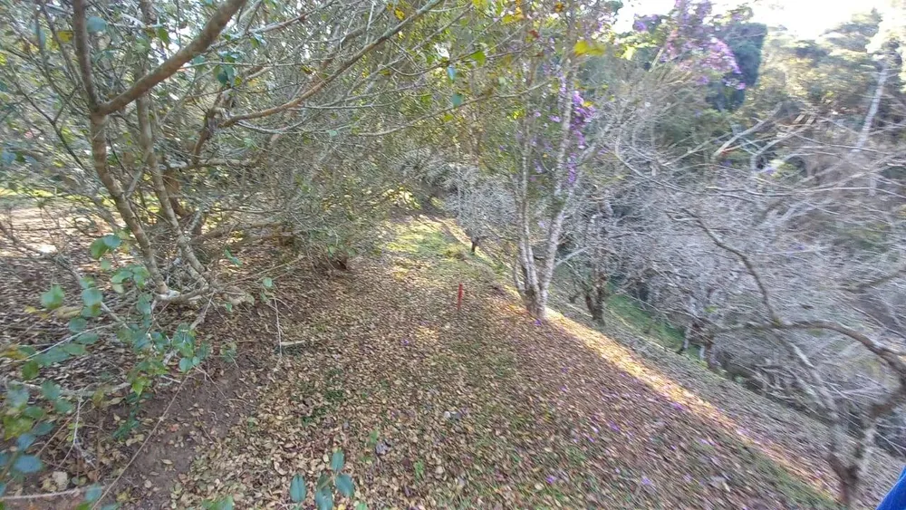 Sítio, 4 quartos, 2 hectares - Foto 13