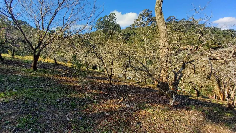 Sítio, 4 quartos, 2 hectares - Foto 11