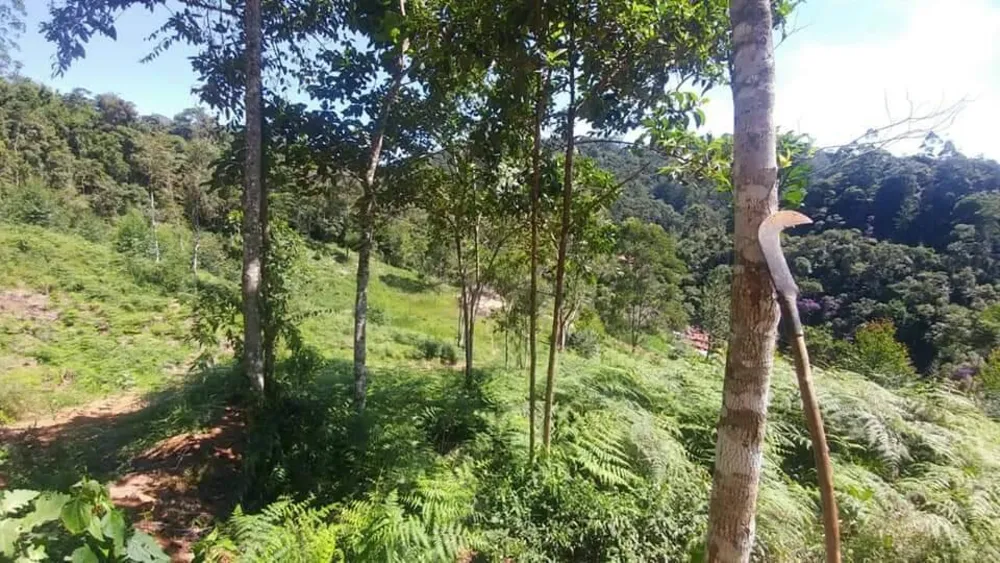 Terreno, 2 hectares - Foto 3
