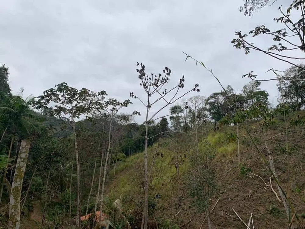 Fazenda à venda com 3 quartos, 81000m² - Foto 6