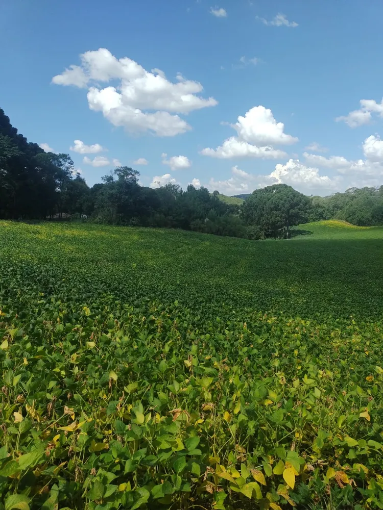 Terreno, 1 hectares - Foto 7