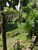 Terreno, 307 m² - Foto 5