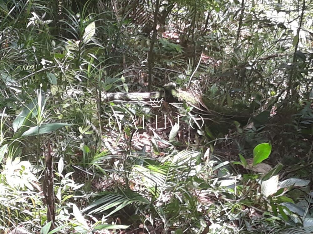 Terreno, 3 hectares - Foto 2