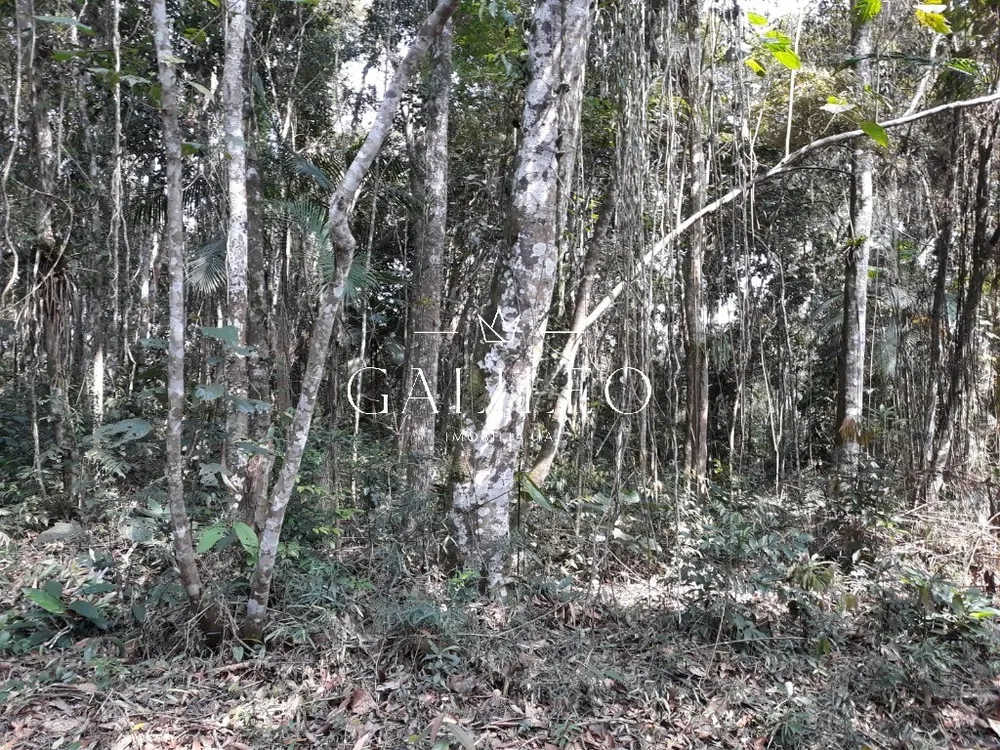 Terreno, 3 hectares - Foto 3